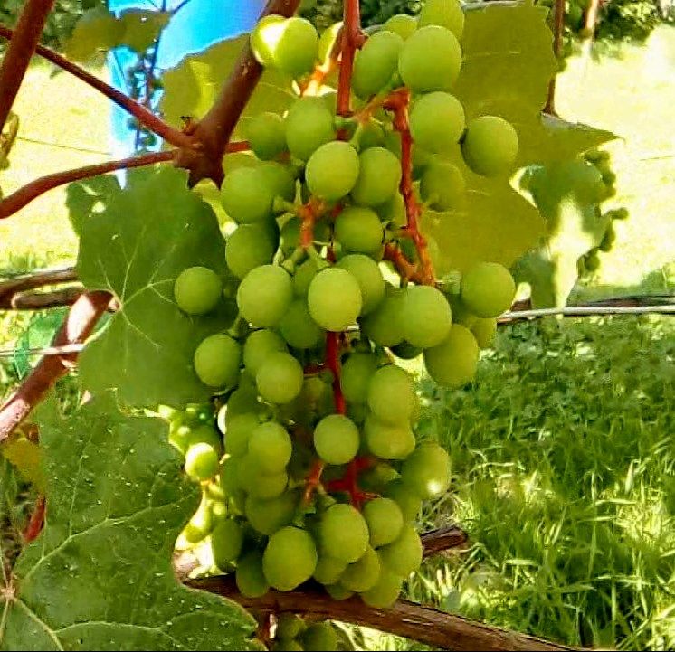 Применения винограда